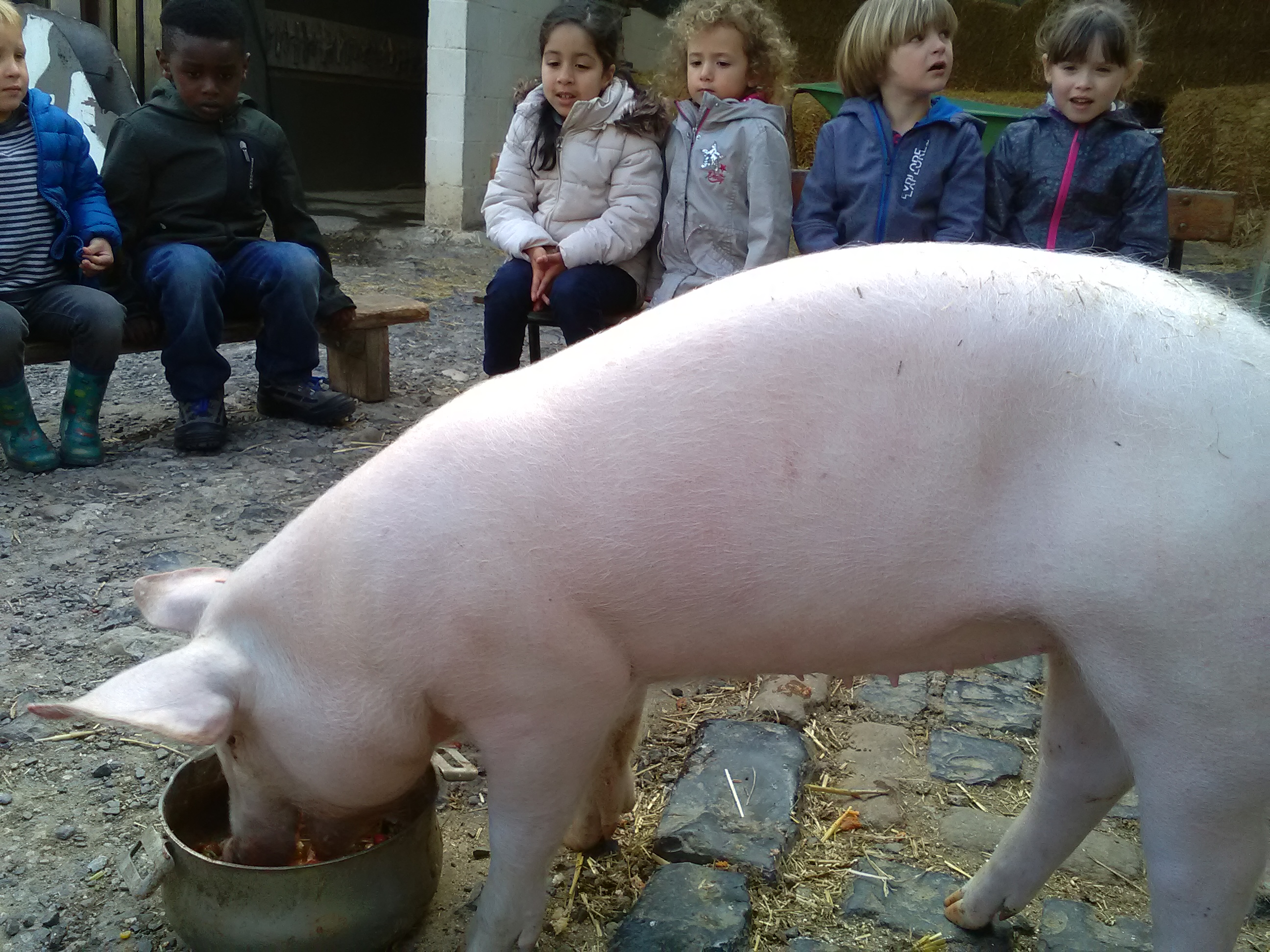 2018 mai - Ferme pédagogique de Beauffaux - 9