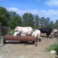 2018 mai - Ferme pédagogique de Beauffaux - 7