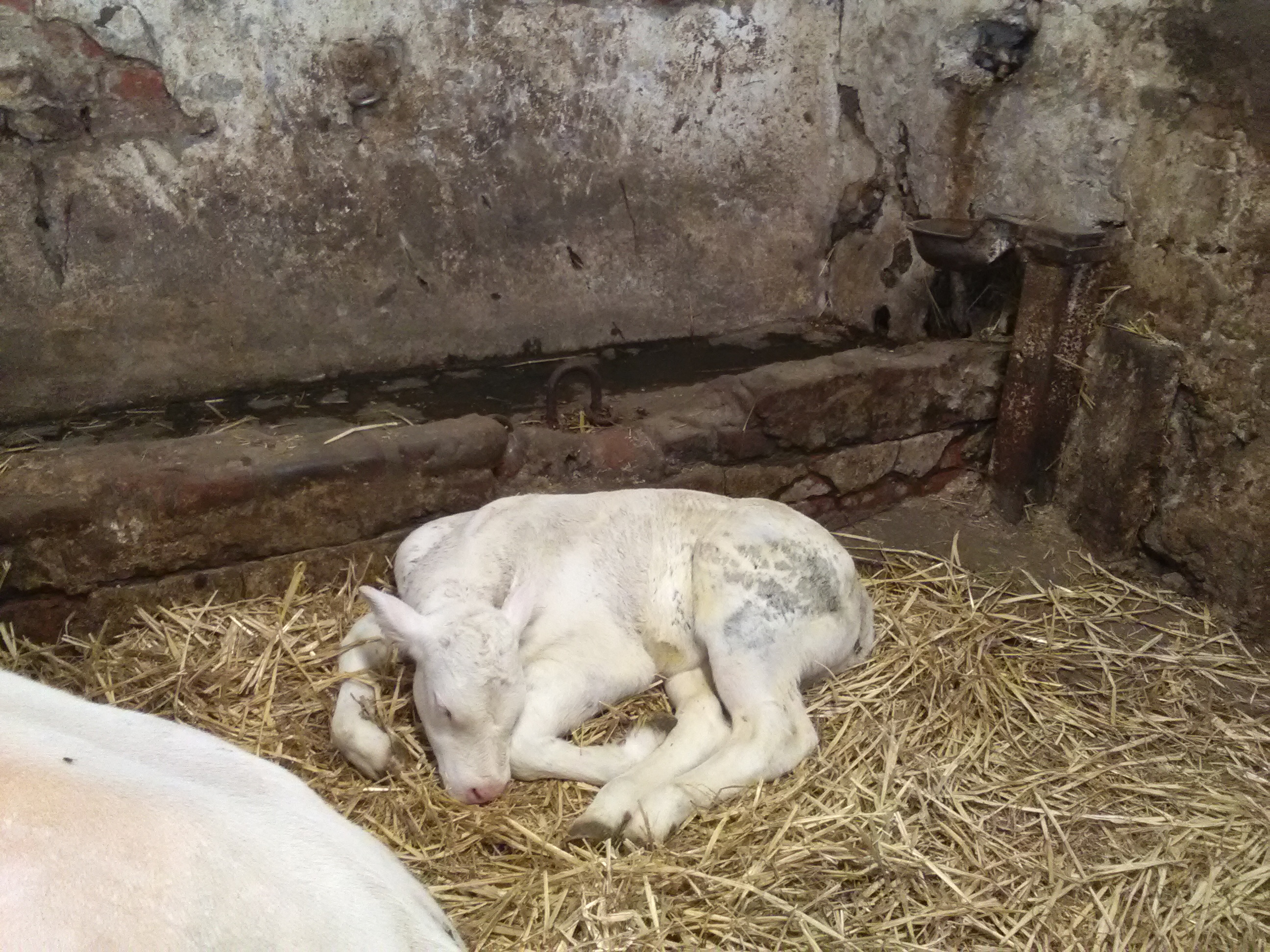 2018 mai - Ferme pédagogique de Beauffaux - 5