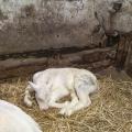 2018 mai - Ferme pédagogique de Beauffaux - 5