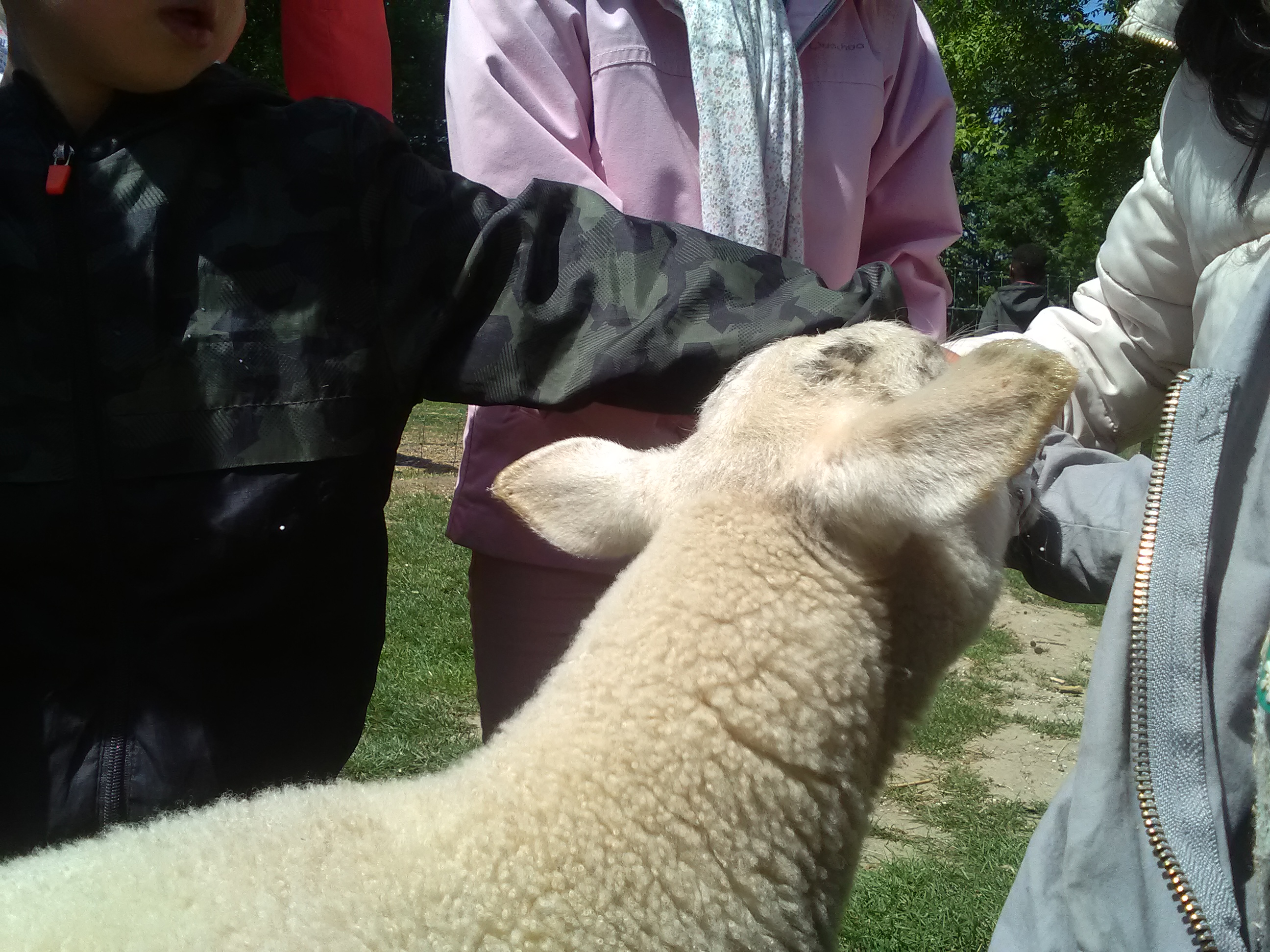 2018 mai - Ferme pédagogique de Beauffaux - 3