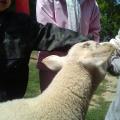 2018 mai - Ferme pédagogique de Beauffaux - 3