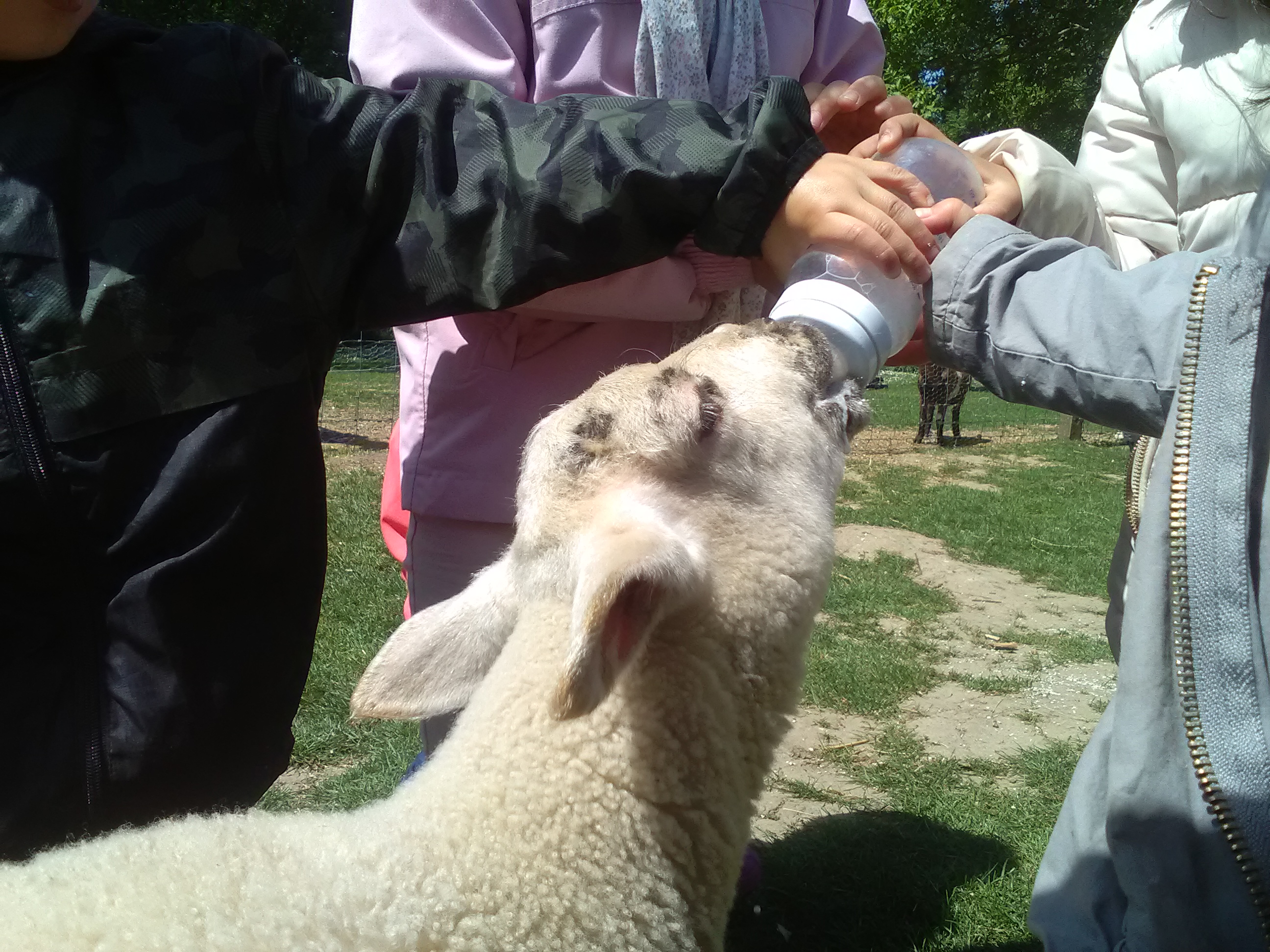 2018 mai - Ferme pédagogique de Beauffaux - 2