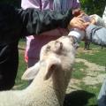 2018 mai - Ferme pédagogique de Beauffaux - 2