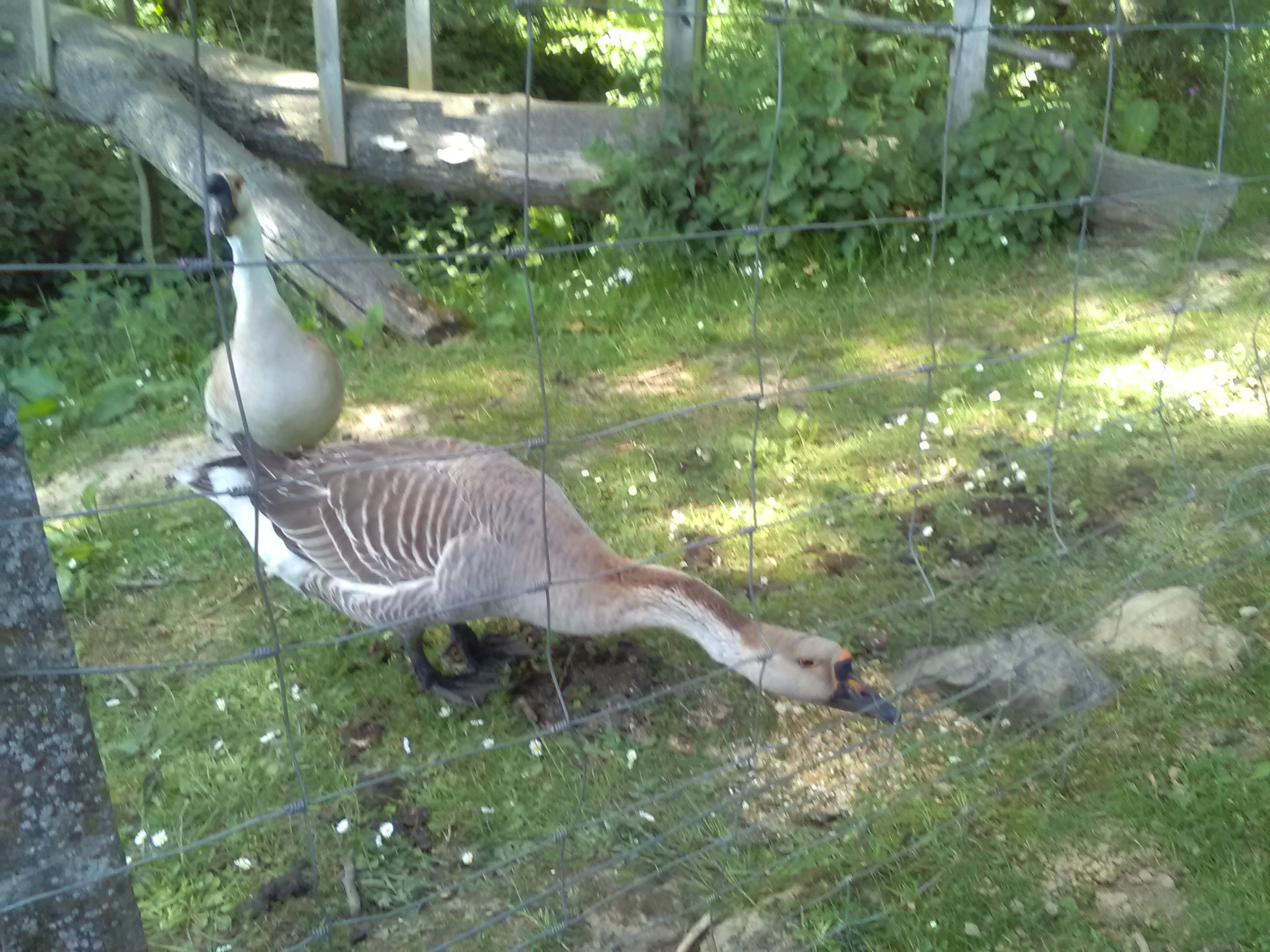 2018 mai - Ferme pédagogique de Beauffaux - 1