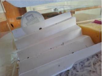 Coccinelles 2